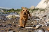 BASSET FAUVE DE BRETAGNE 076